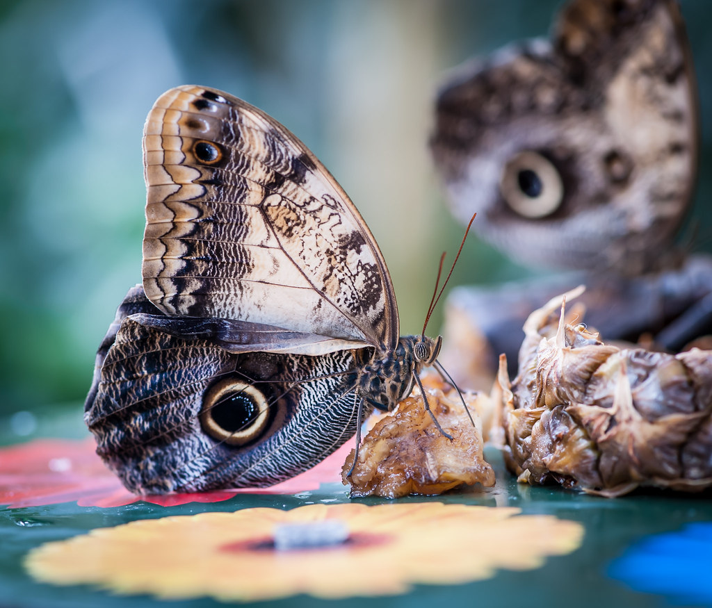 Owl Butterfly 2 On one of the tables of food for butterfli… Flickr