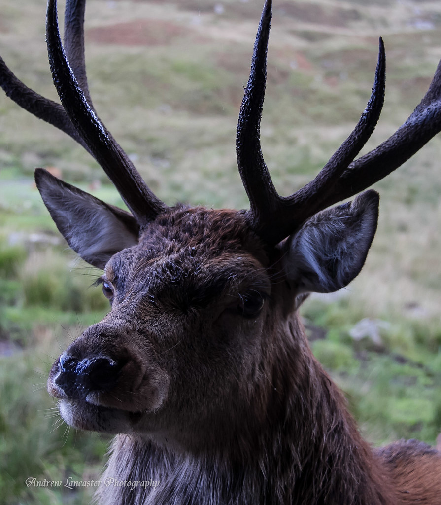 Houses For Sale Lancaster Red Deer at Helen Denzer blog