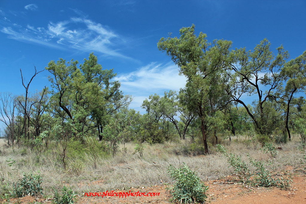 Australian Outback Bushland Queensland, Australia Flickr