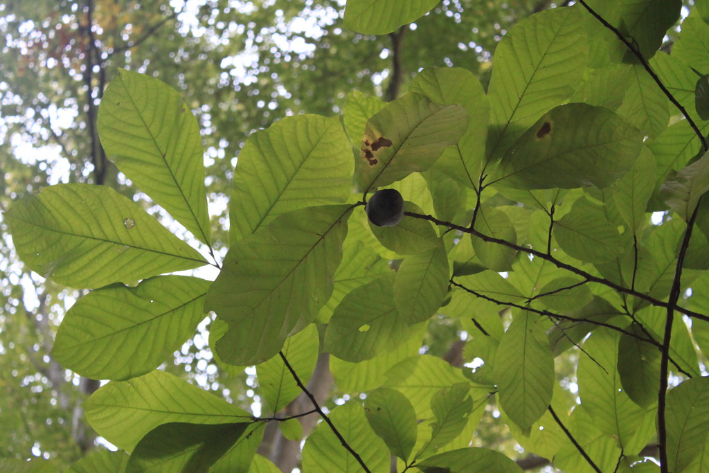 Paw Paw Hunting 20120 Lone Pawpaw View my blog tgaw.word… Flickr