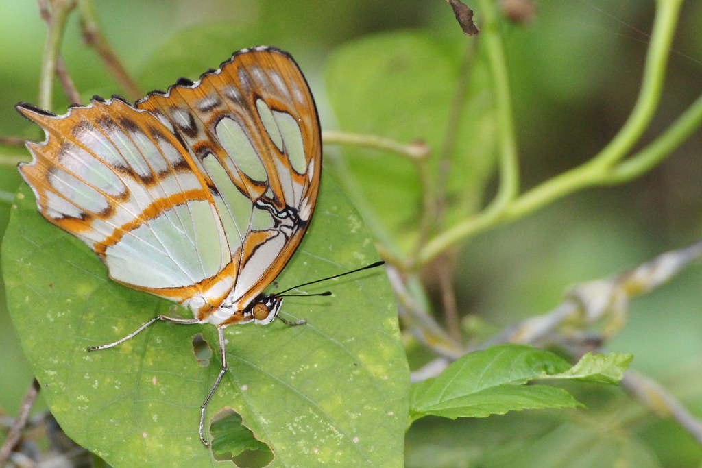 Butterfly Butterfly, Dominican Republic Stephen Hadley Flickr