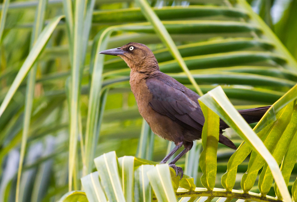 Mexican Crow Saw this bird while in Costa Maya during our … Flickr