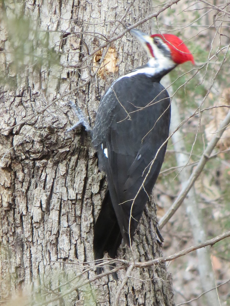 Woodpeckers Flickr