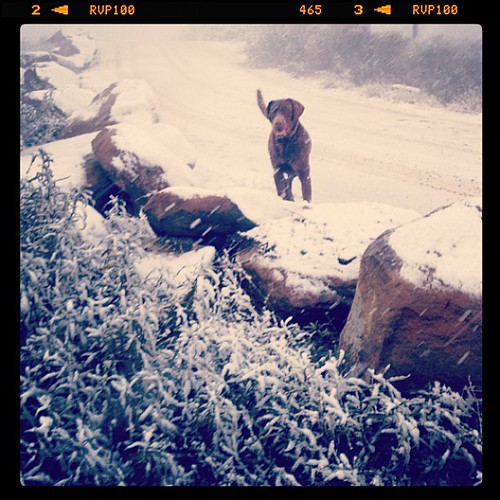 Snow in Vacaville? Yes! Our cold weekend brought some fres… Flickr