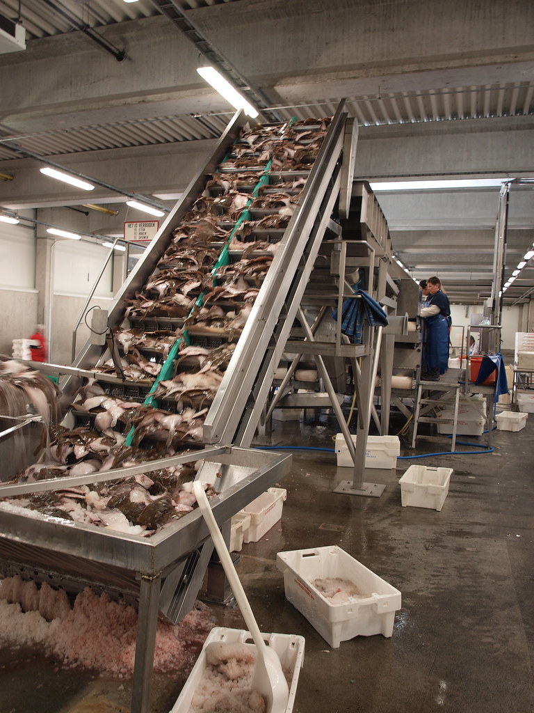 Vis sorteer machine / fish grading machine CVO Flickr