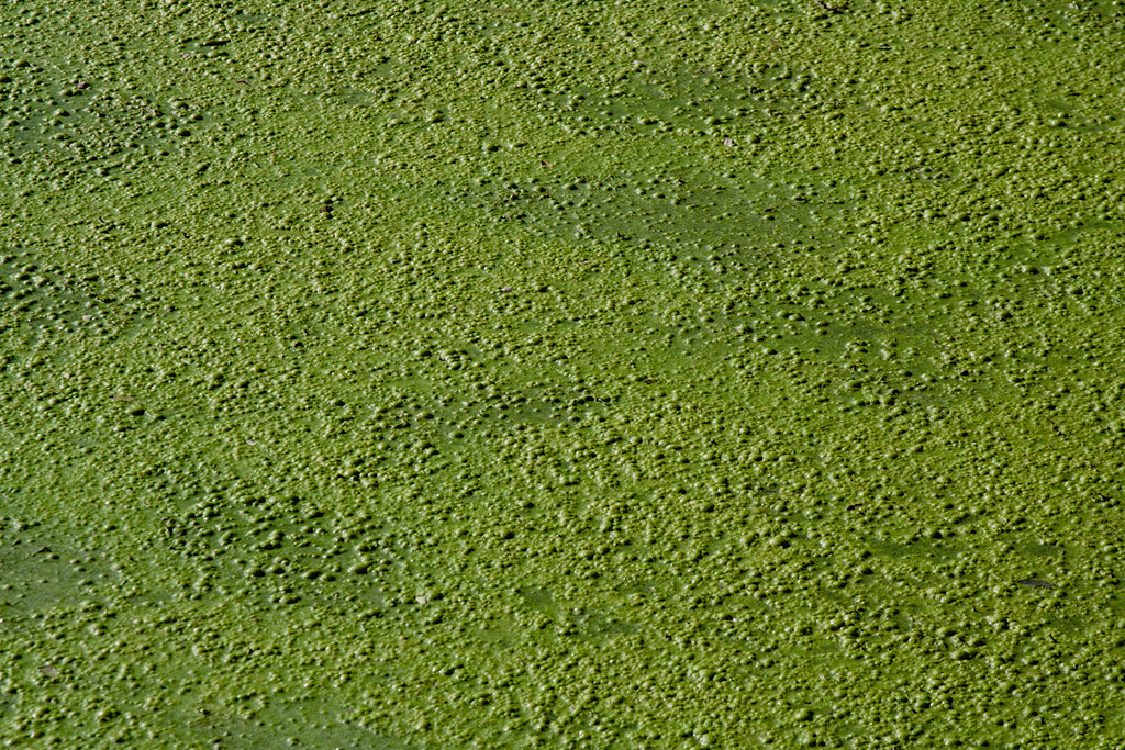 CU810 Algae Carpet Visit to Longwood Gardens, September 20… Flickr