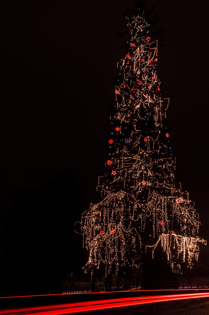 Christmas Tree A maior árvore natural de Natal da Europa T… Flickr