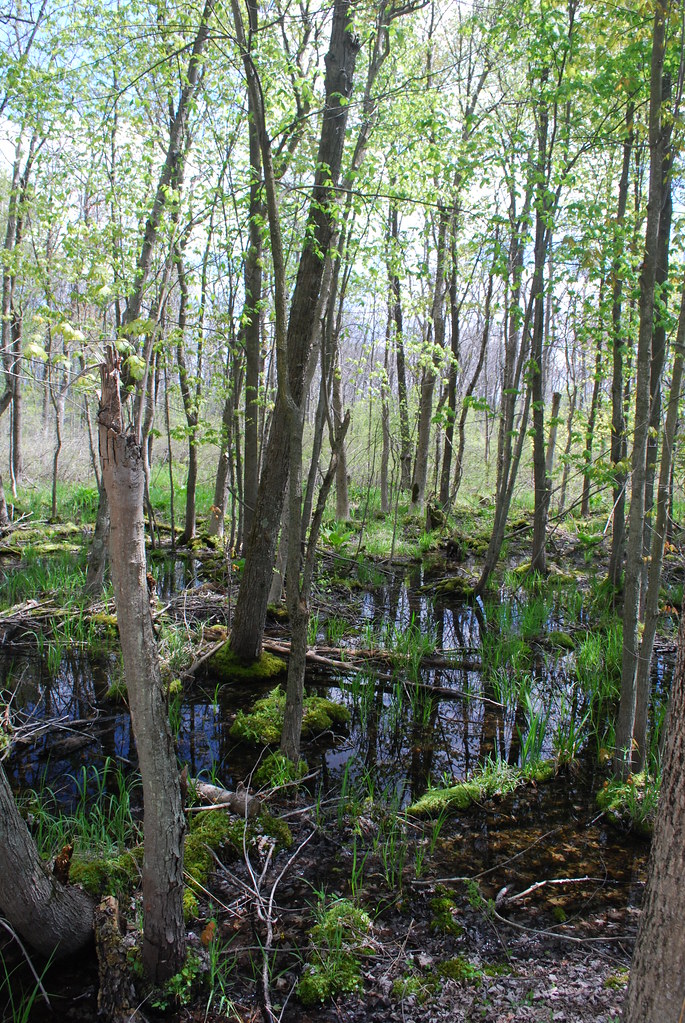 Swamp Milwaukee River & Swamp Wisconsin State Natural