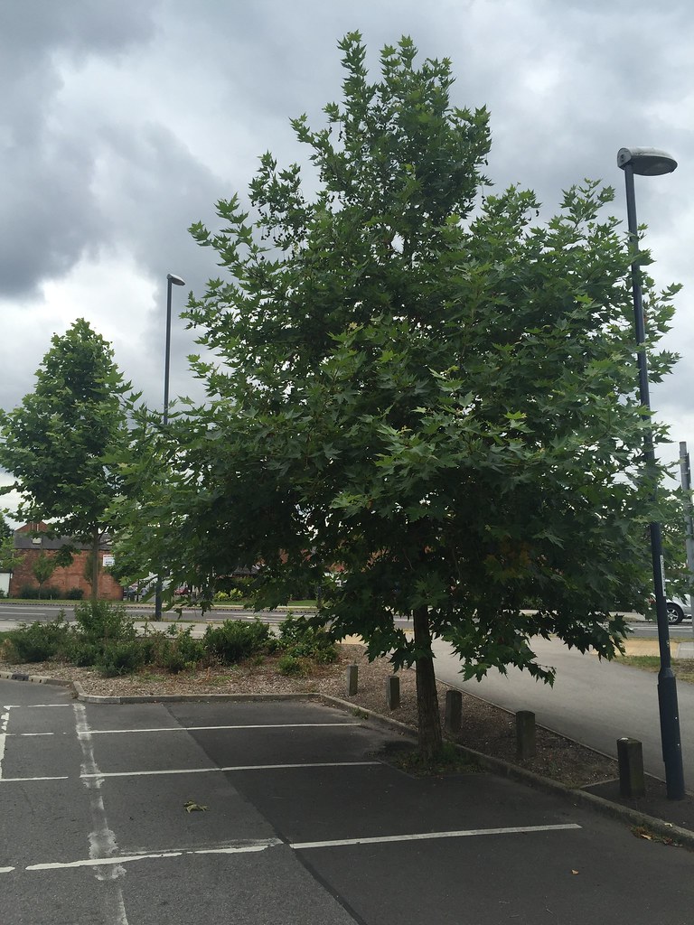 Trees of Abbey Street Car Park (Connecting Derby) Derby, … Flickr