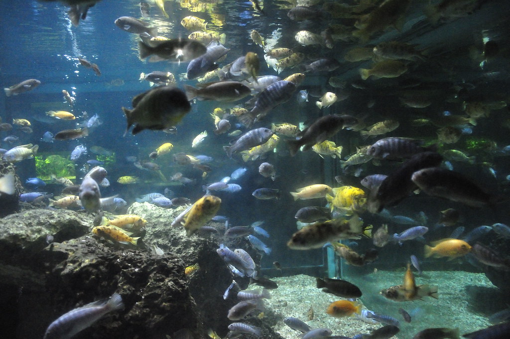 Chester Zoo (412) Aquarium Richard Southwell Flickr