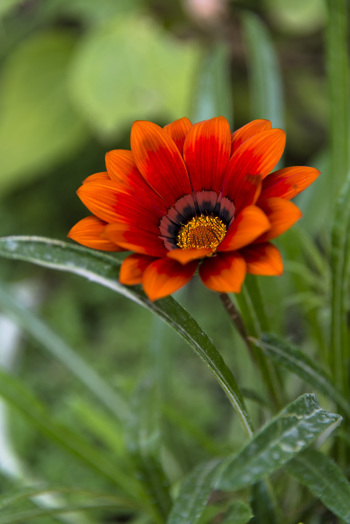 Kuwaiti Flower (P36578) Out in front of our building, the… Flickr