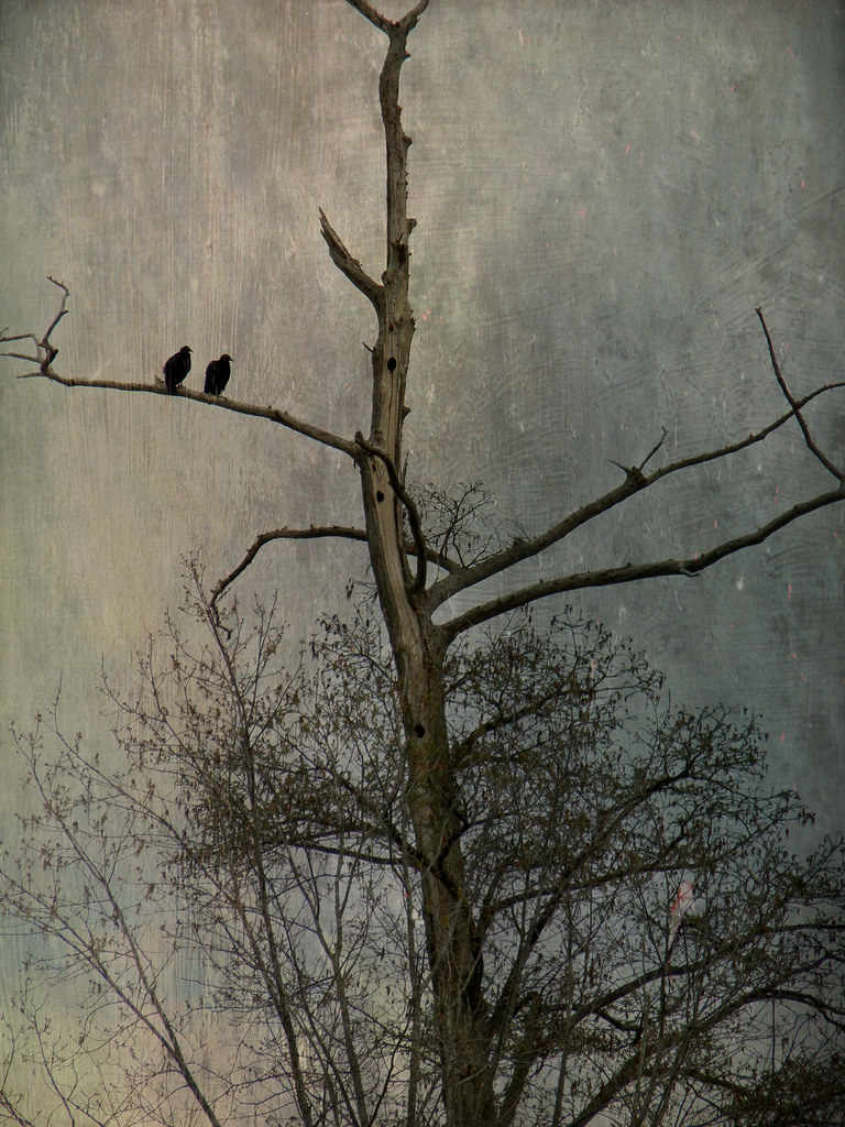 Buzzards in a Dead Cypress Tree Fishing Creek, County, North