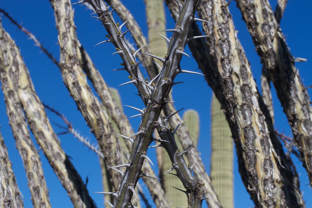 Ocotillo X Alan Levine Flickr