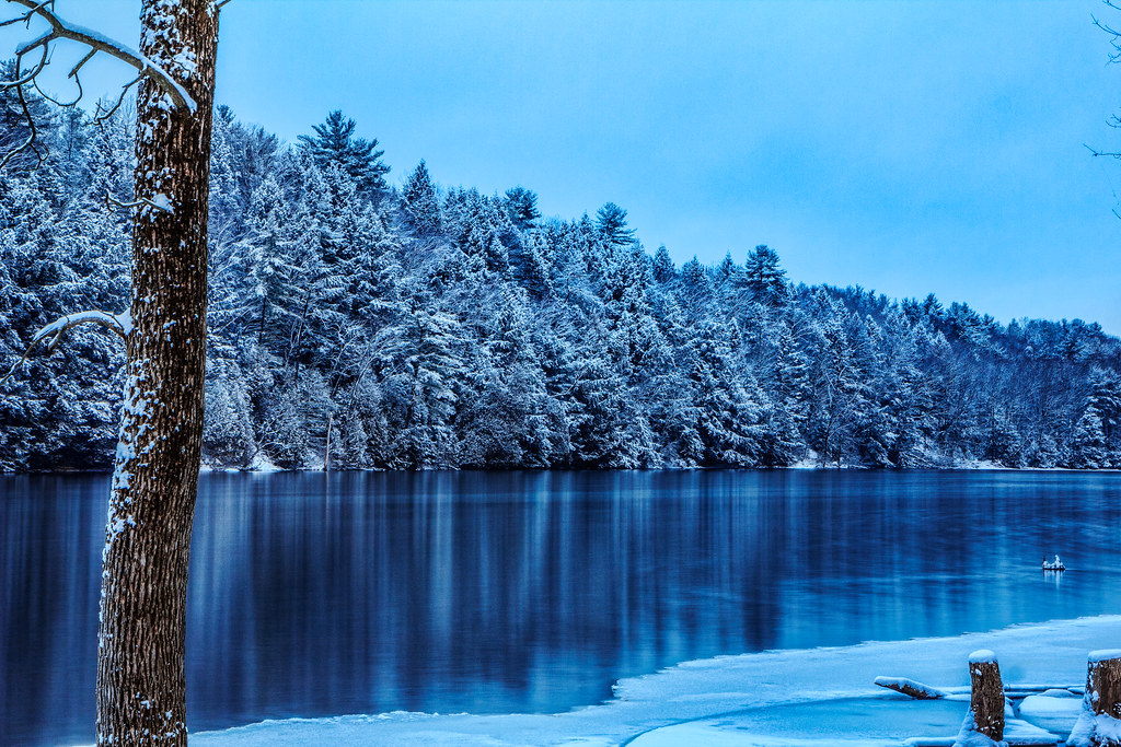 Snow Covered Trees Haviland Cove, Glens Falls, NY Samantha Decker