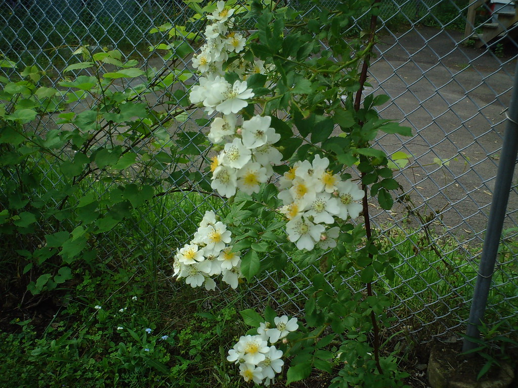 Rose Bush Blossoming One of our rose bushes is blossoming James
