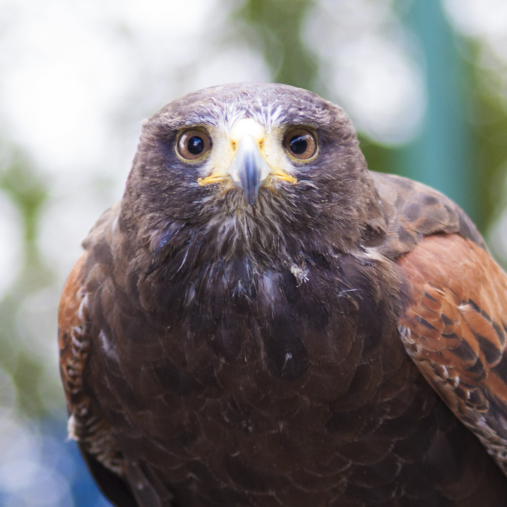 A Friend This a Harris hawk that a friend of mine trains a… Flickr