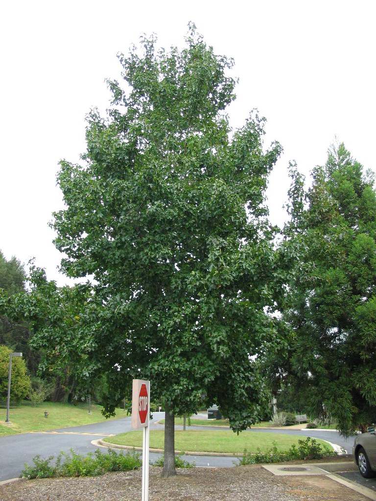 Liquidambar styraciflua 'Rotundiloba' Some varieties of Sw… Flickr