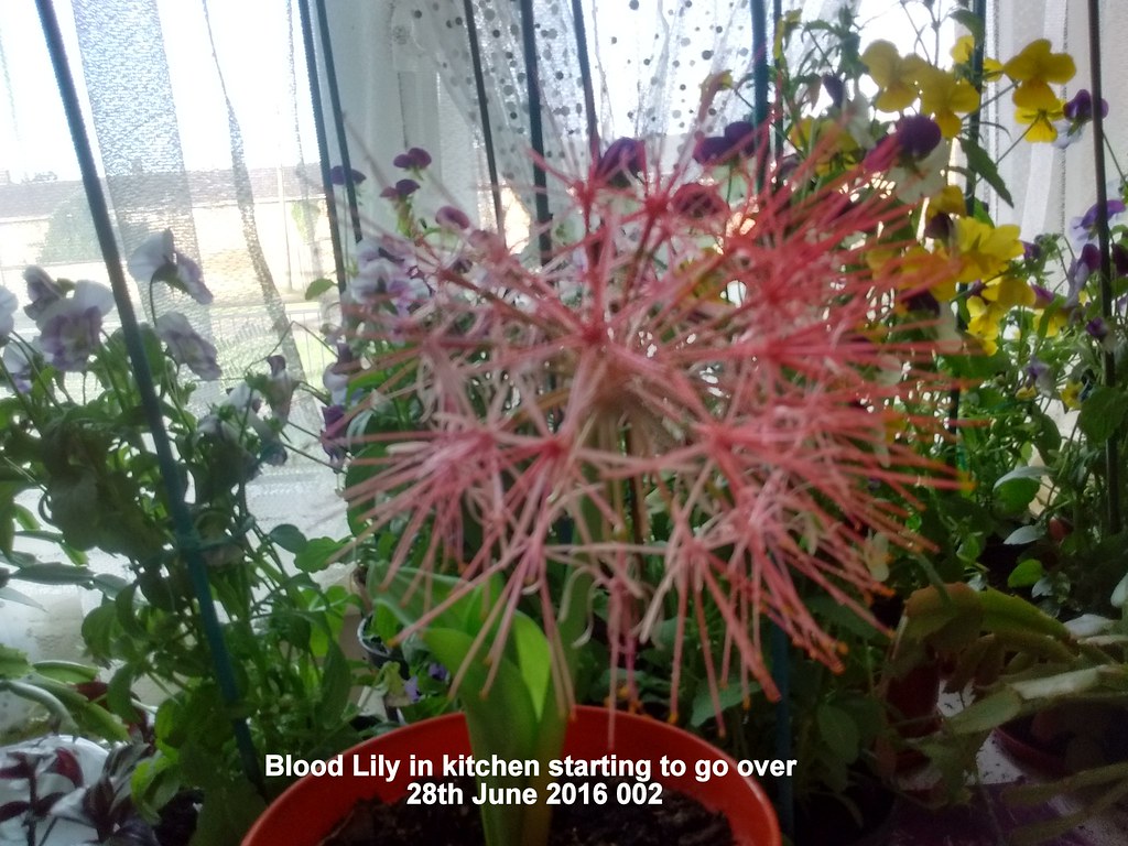 Blood Lily in kitchen starting to go over (Close up) 2806… Flickr