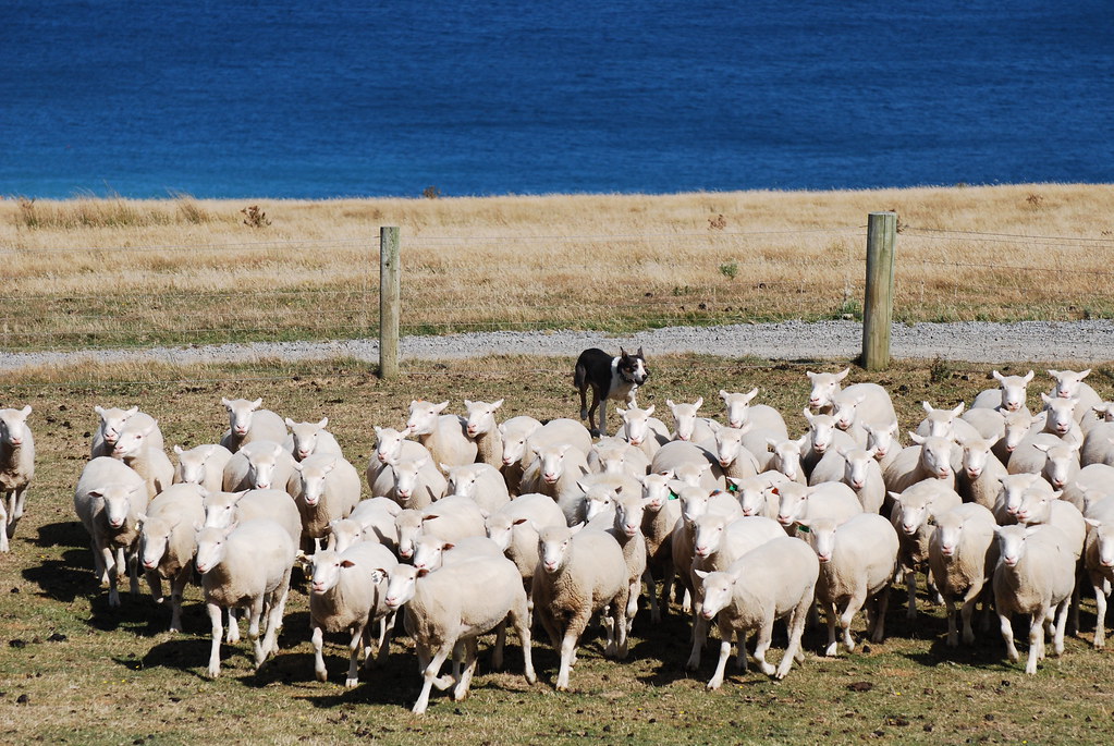 Sheep dog herding demonstation Pencarrow Station Flickr