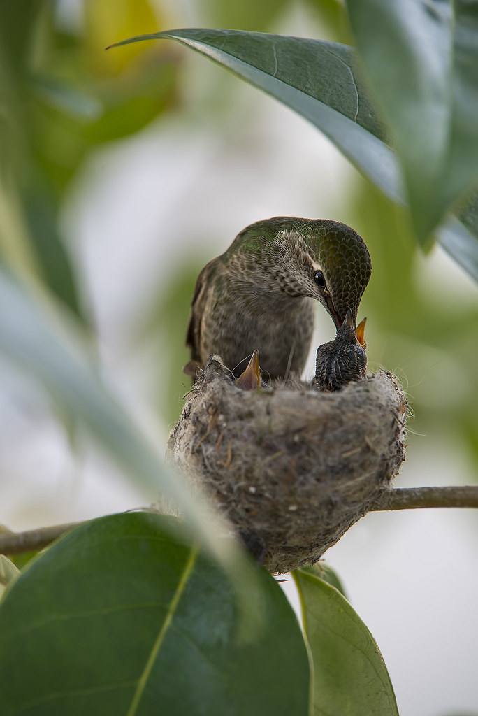 Hummingbird feeding its young USA California Solano Coun… Flickr