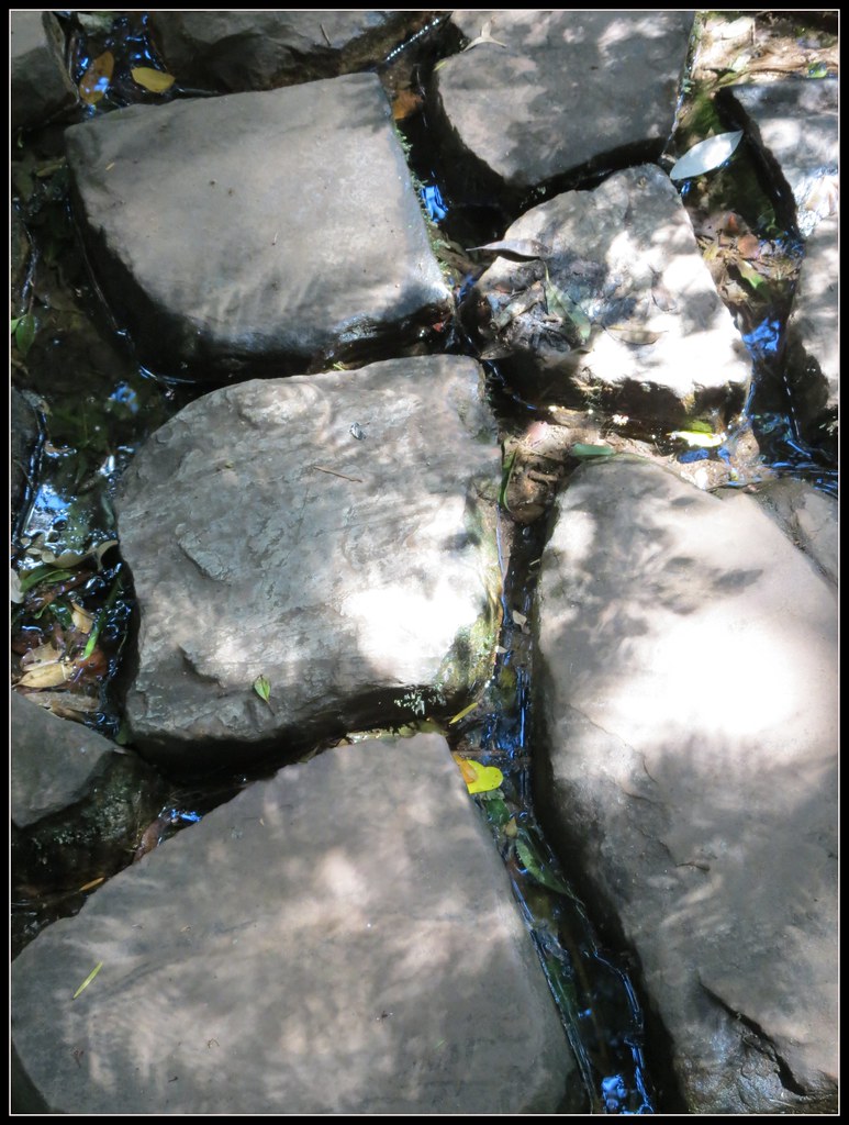 Stepping Stones & Leaves, Kirstenbosch Botanical, Gardens, Cape Town