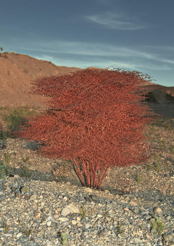 Pagoda Buckwheat Eriogonum rixfordii, Death Valley Nationa… Flickr