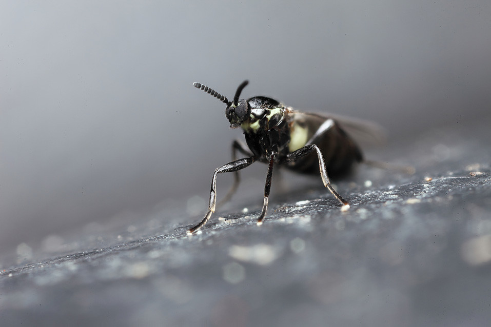 Compost fly Compost fly on the compost bin lid. Scatopse s… Flickr
