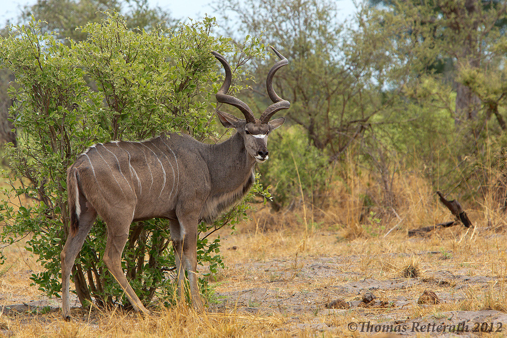 All sizes Greater Kudu Bull Flickr Photo Sharing!