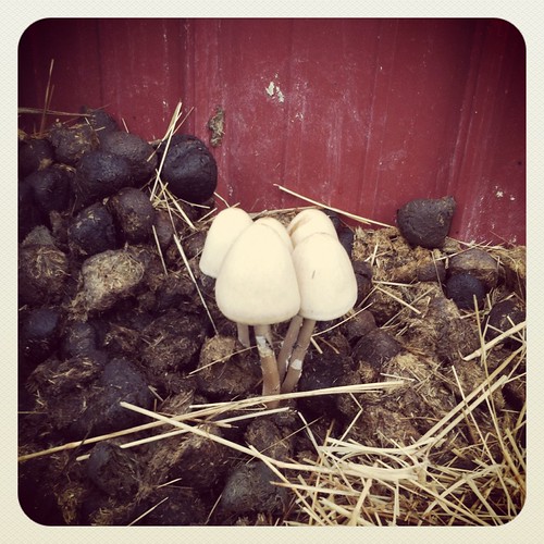 Home Horse Poop & Mushrooms Cedar Flickr