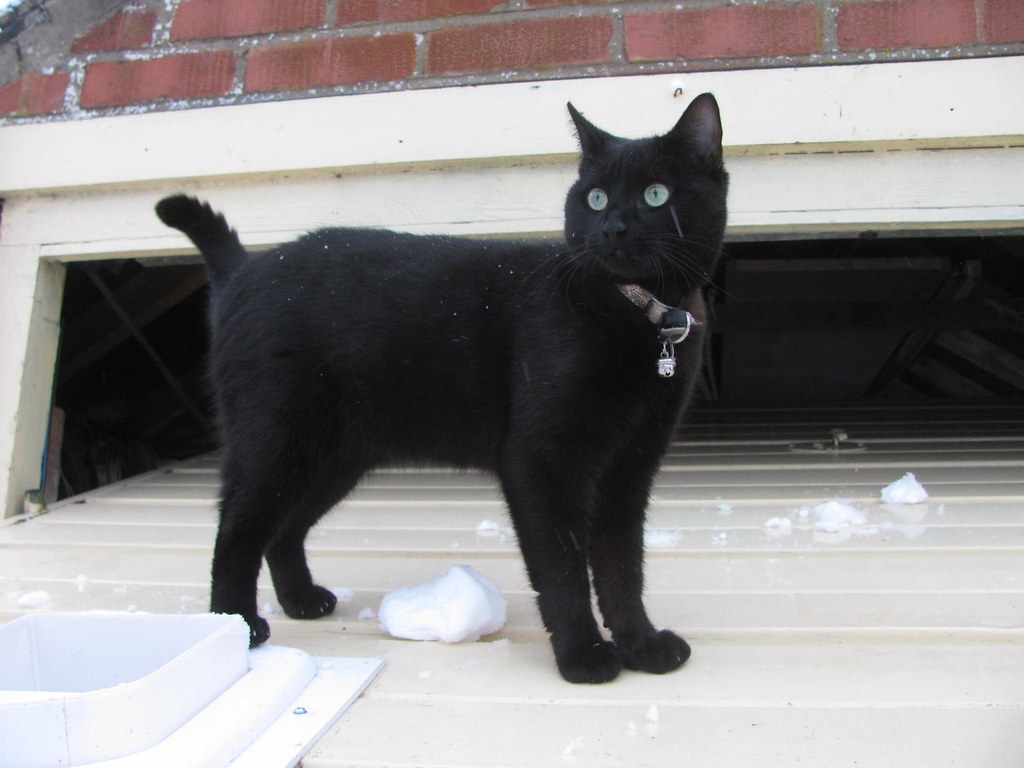 Cat on a cold garage door. "Wow" a little cat that adopted… Flickr