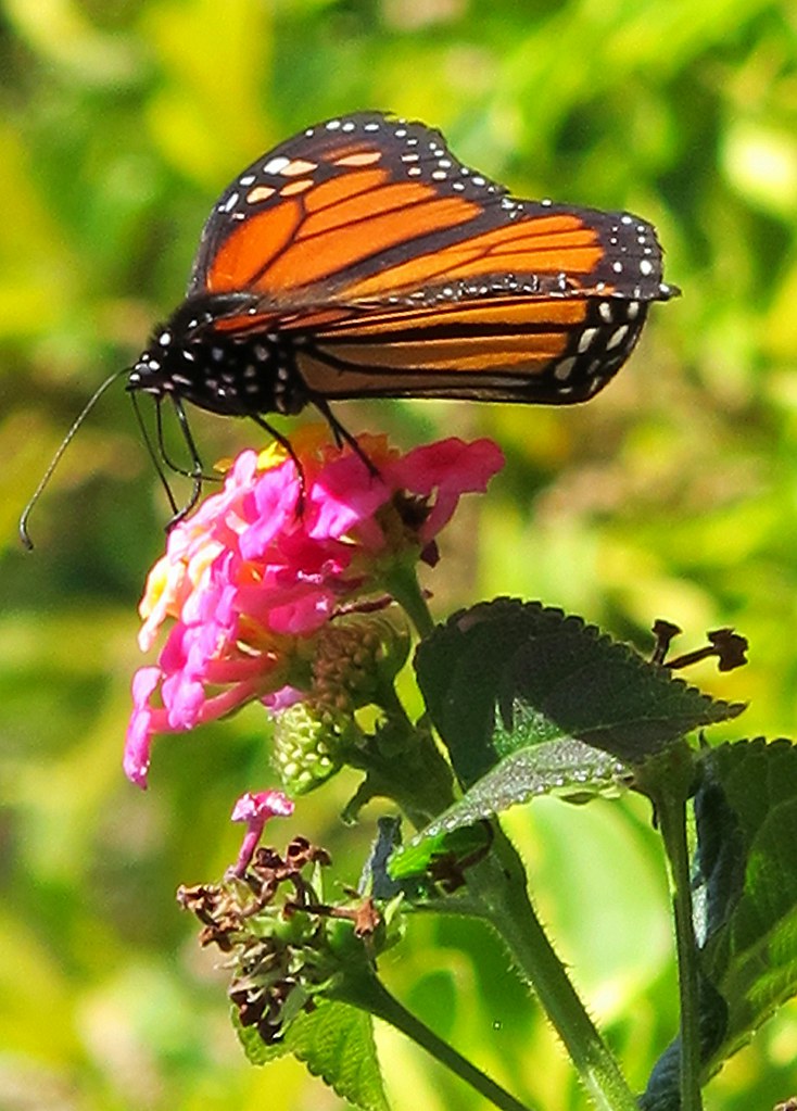 La mariposa monarca (Danaus plexippus) La mariposa monarca… Flickr
