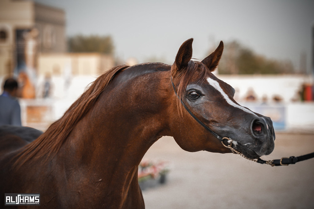 Arabian Horse Beauty Contest 2013 Kingdom Of Bahrain Ali Shams Flickr