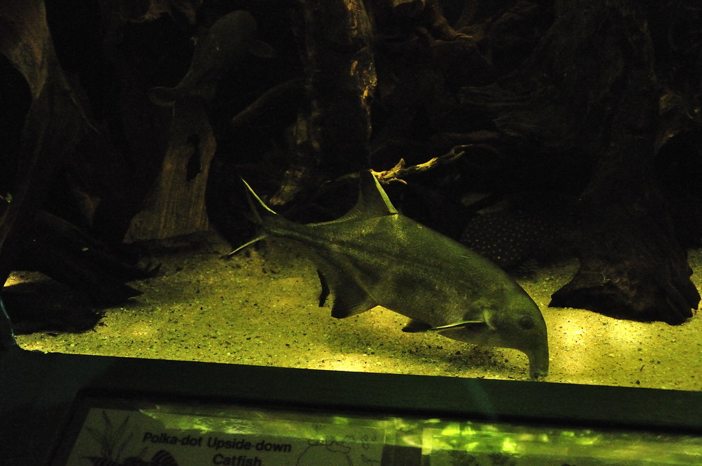 Chester Zoo (444) Aquarium Richard Southwell Flickr