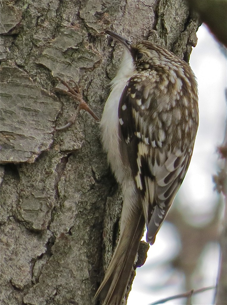 Brown Creeper at Ewing Park in Bloomington, IL 02 Benjamin Murphy