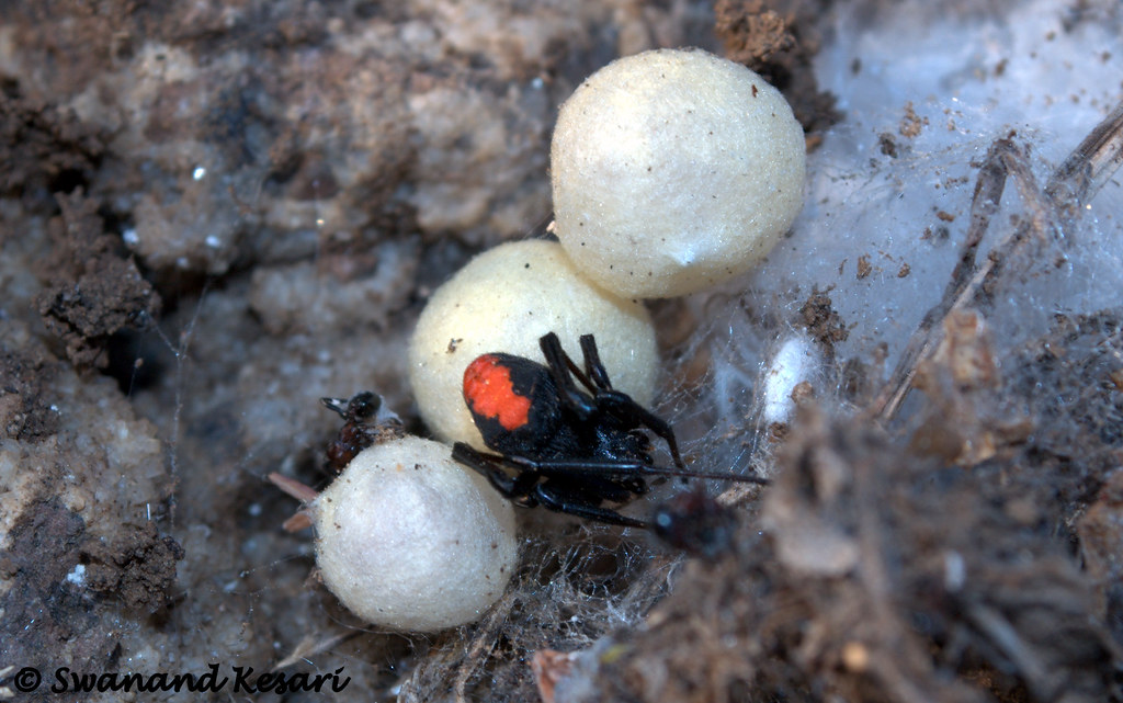 Redback spider femail gaurding egg sac.. Swanand Kesari Flickr