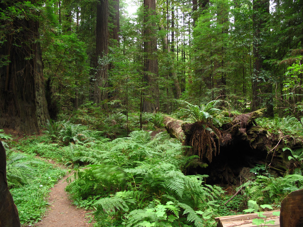 Humboldt Redwoods State Park Hiking through the redwoods, … Flickr