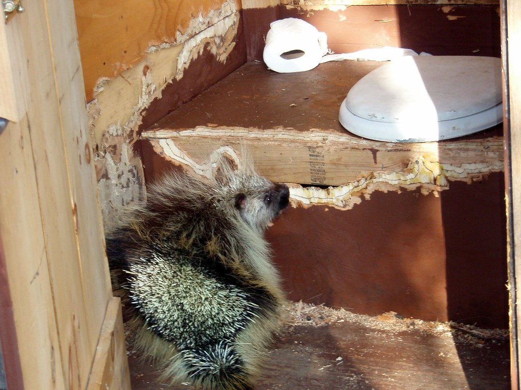 Critter Damage Porcupines are great except when they take … Flickr