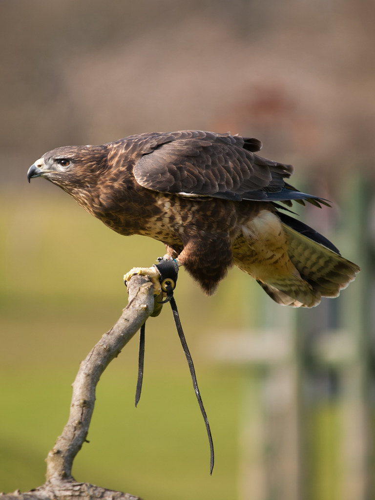 Harris Hawk Harris hawk at Whipsnade Zoo, Dunstable PERMIS… Flickr