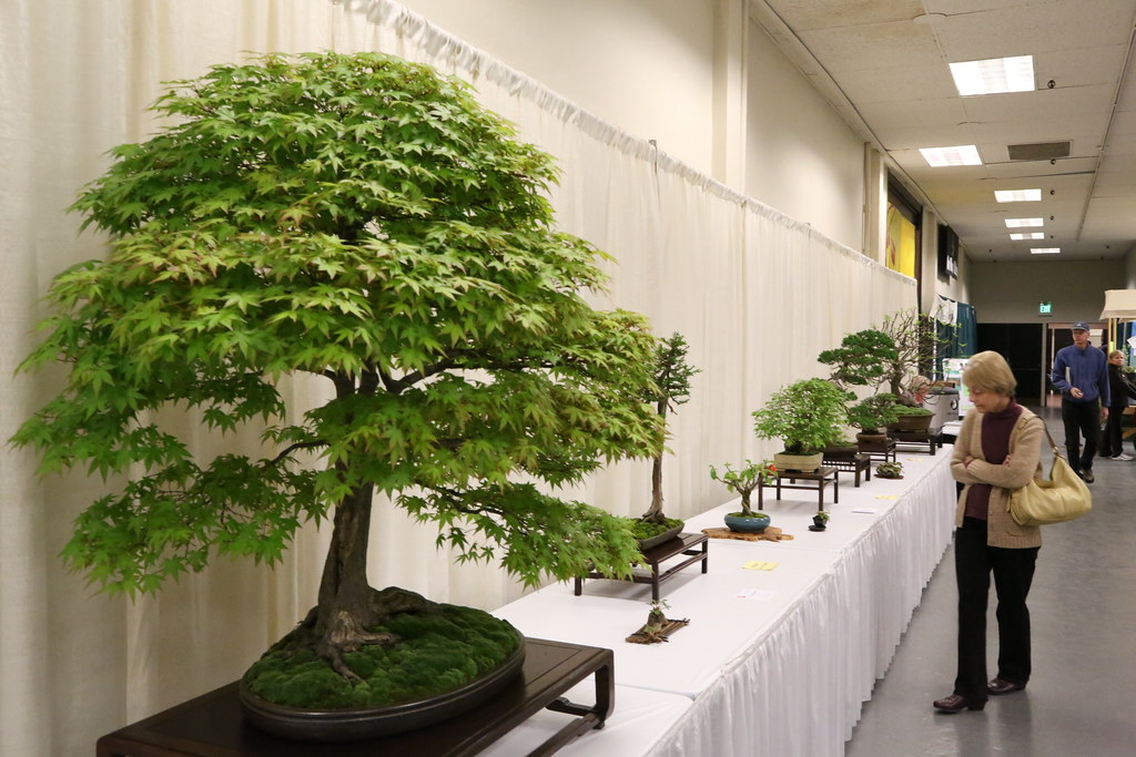 Japanese Maple, Coast Redwood, Korean Hornbeam, and more Flickr