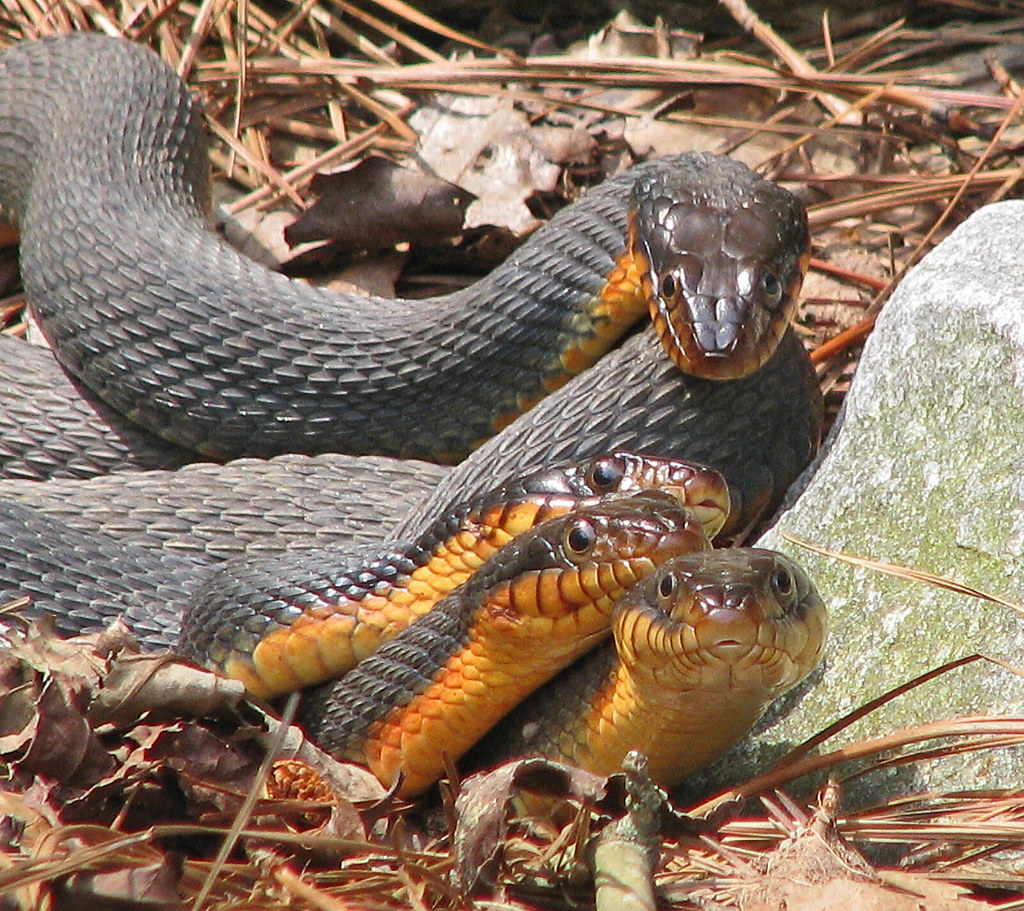 Plainbellied watersnakes Redbellied watersnakes four… Flickr