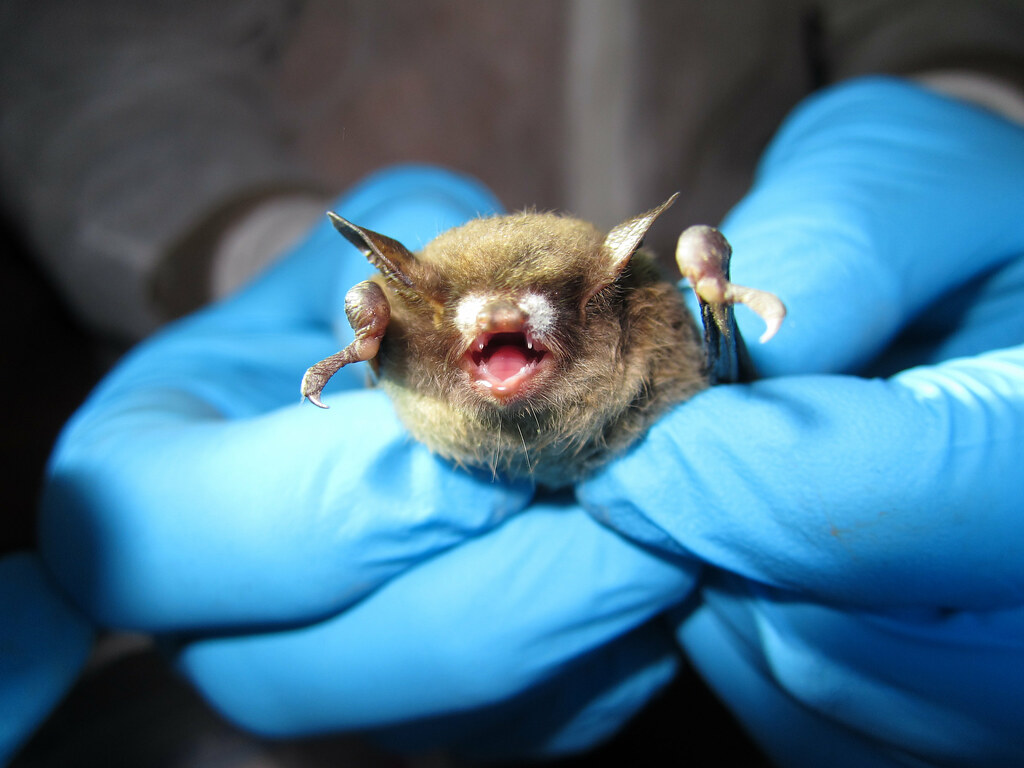 Little brown bat with visible symptoms typical of WNS Flickr
