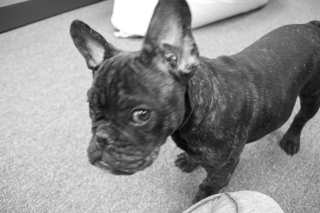 Huh? Willie, a French, English bulldog mix, visits the off… Flickr
