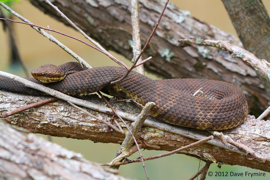 Cottonmouth (female) Graves Co. KY Typical behavior of gra… Flickr