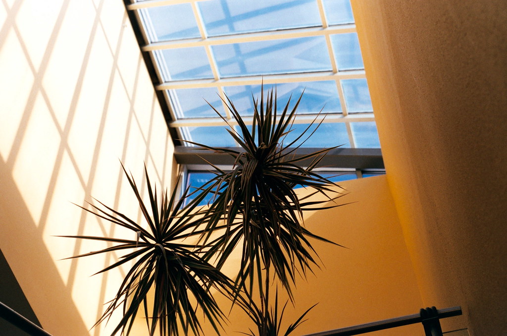 Fake Plastic Trees Palm trees. In Oklahoma. fw_gadget