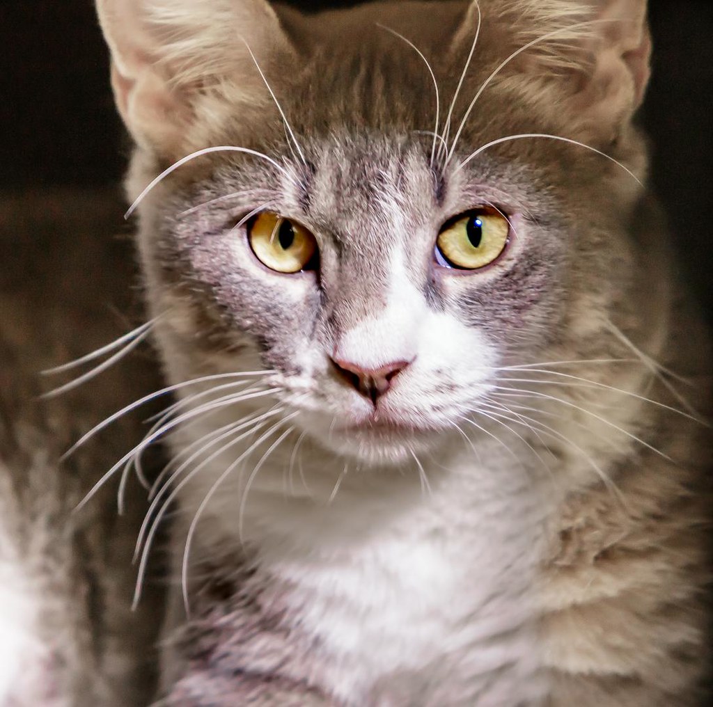 Our new cat ZIP Faster than a speeding bullet more powerfu… Flickr