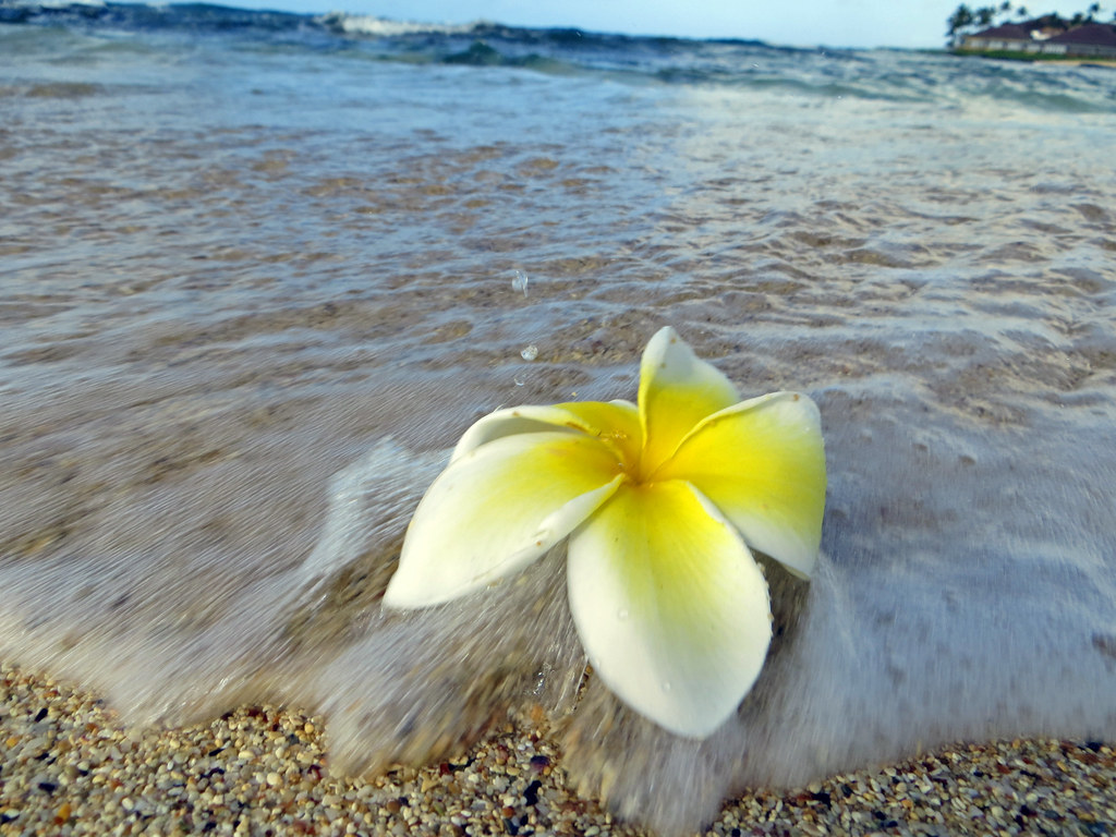 Plomeria Flower Poipu, beach in front of condo, Kiahuna Pl… Ben Fish Flickr