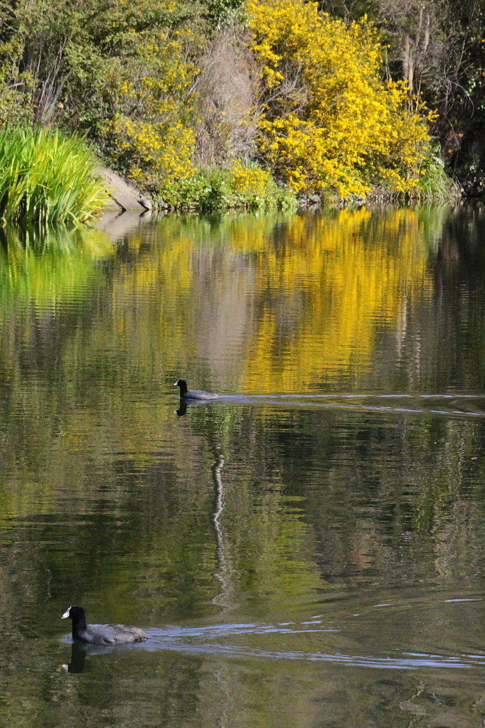 lake temescal Lake Temescal, Oakland, CA. mo pie Flickr