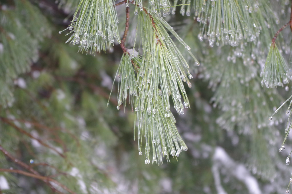 SNOW, ICE, MELTING, FREEZING Flickr