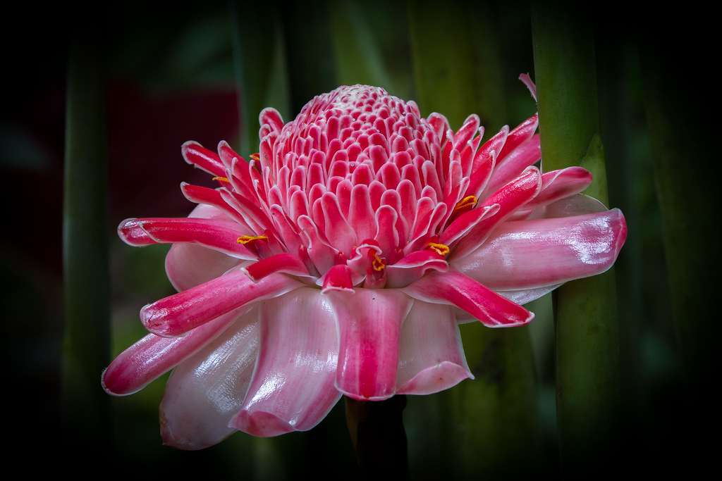 Ginger flower It's not the kind of ginger we know, but the… Flickr