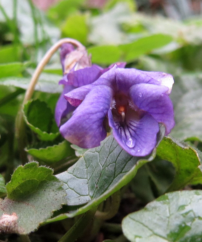 Too cold today..... maarts viooltje (Viola odorata) Maarts… Flickr